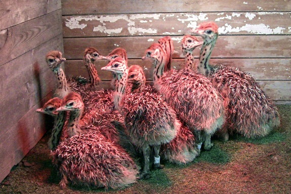 Фото поїздка на ферму страусів для школярів