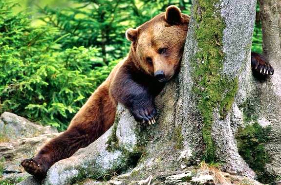 Картинка медведи