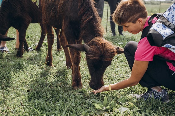 Картинка буйволы