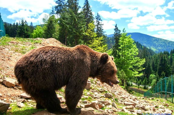 Картинка медведи 