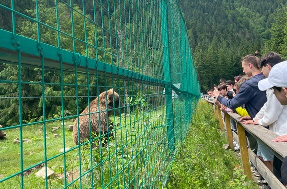 Картинка тур в центр бурых медведей