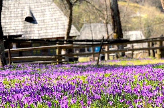 Картинка село колочава