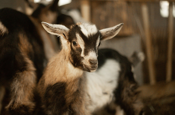 Зображення екскурсія на ферму Мукко