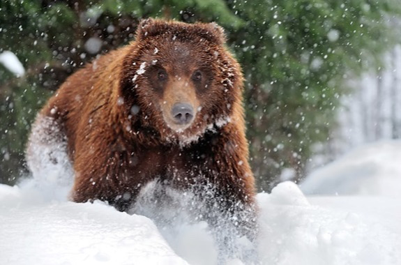 Картинка центр бурих ведмедів