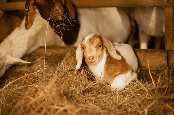 Картинка екскурсія на ферму Мукко