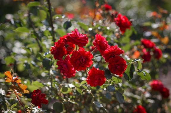 Экскурсия на выходные из Днепра - розарий