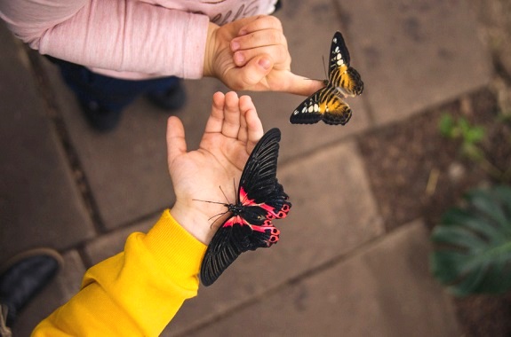 Фото екскурсія на виставку метеликів