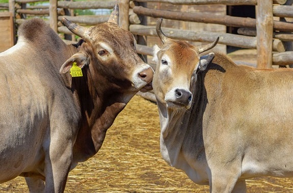 Зображення екскурсія в зоопарк у Києві