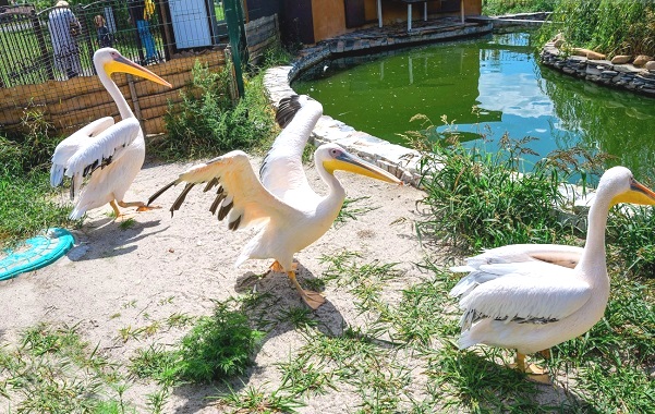 Фото поїздка до зоопарку 12 місяців для школярів