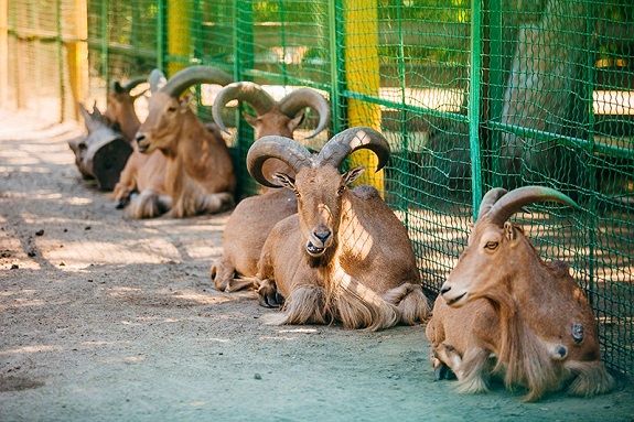 Картинка поїздки до зоопарку трьох ведмедів з Дніпра
